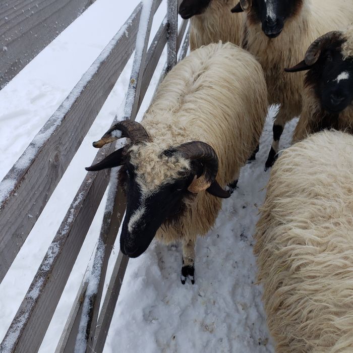 Vând mieluţe breze