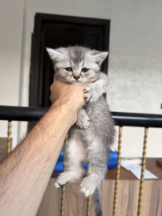 Scottish fold va strite