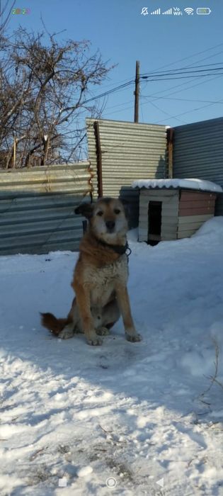 Потерялась собака