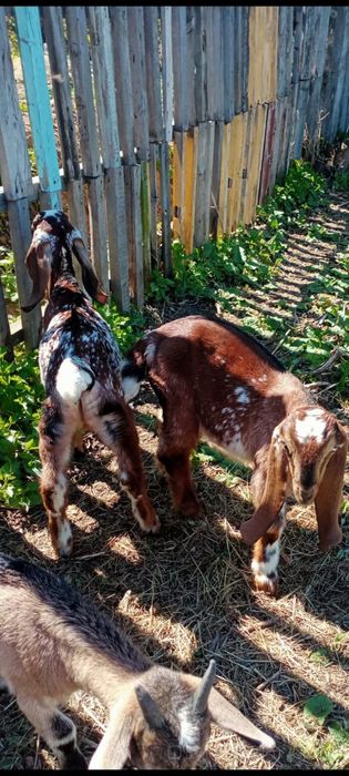 Козлик битал 75%