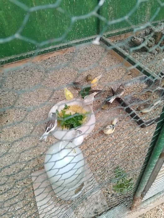 Papagali peruși Dâmbovița