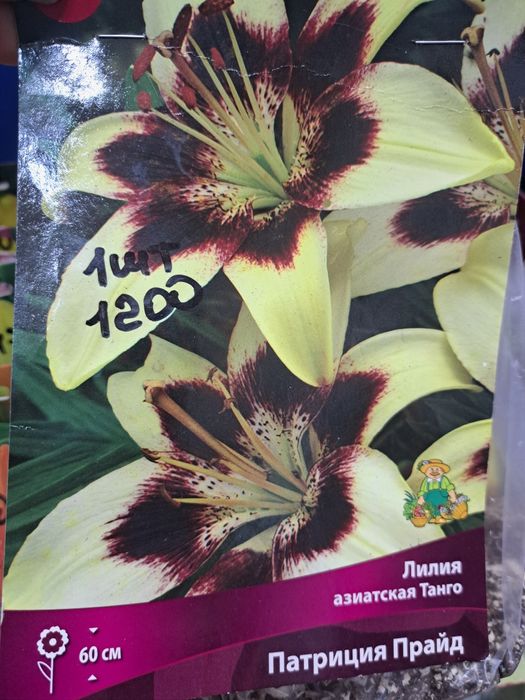 Продаю луковицы лилий