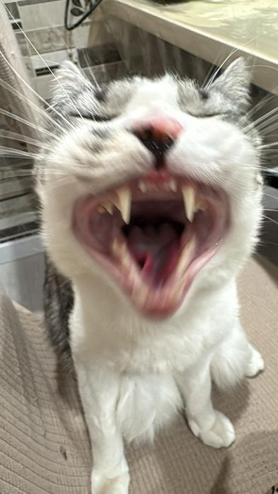 Отдадим кота в хорошие руки