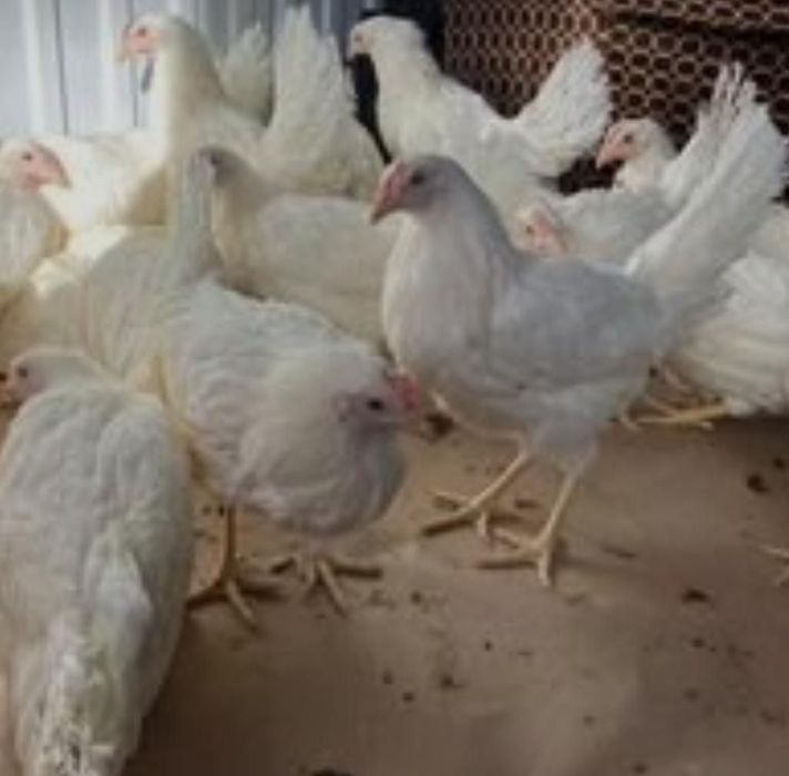 Молодка куры несушки