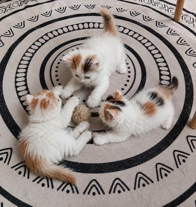 Отдам котяток в добрые руки