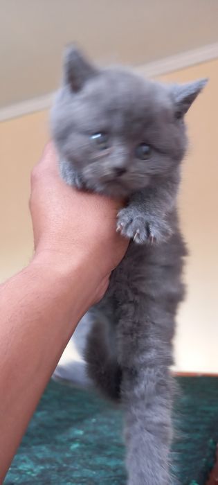 Britaniski mushukchala