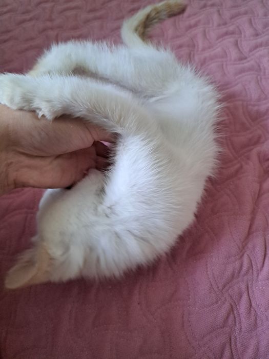 Белый котёнок мальчик
