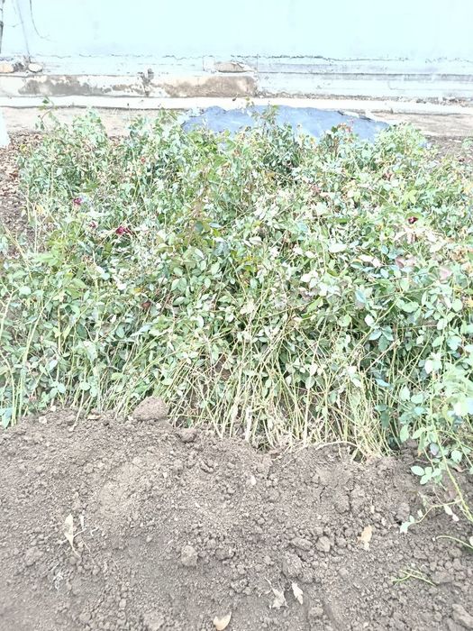 Атиргул кучатлари сотилади, чёрный магия