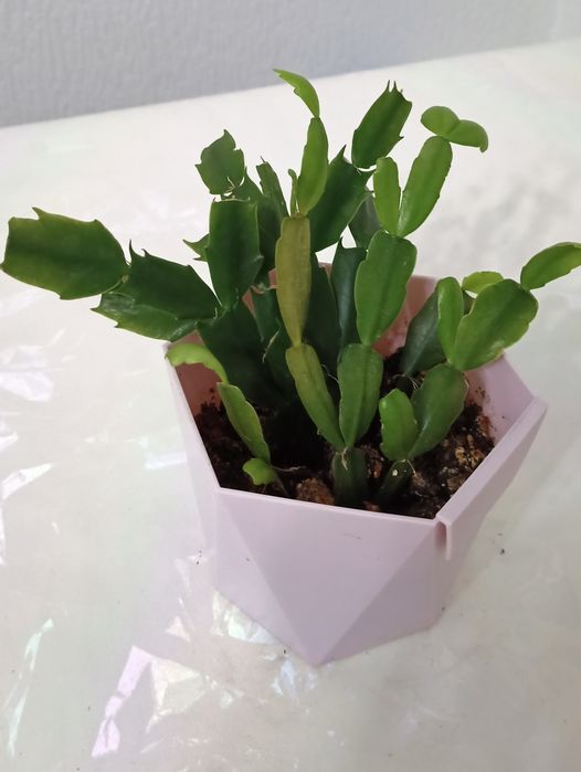 Комнатное  растение. Разные. И дёшово.