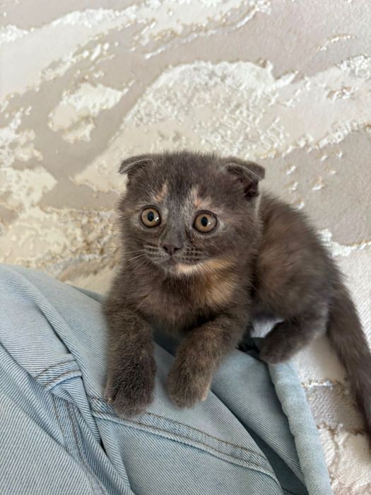 Шотландский котенок