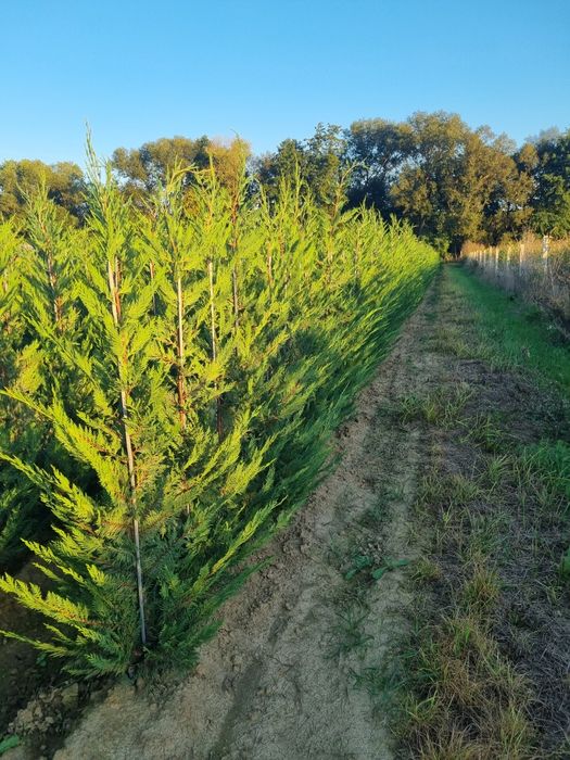 Chiparos Leyland altoit, ideal pentru gard viu dens și cu creștere rap