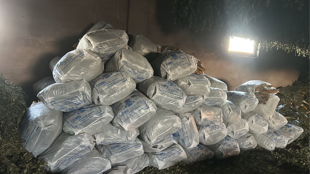 береза веник 500 тг