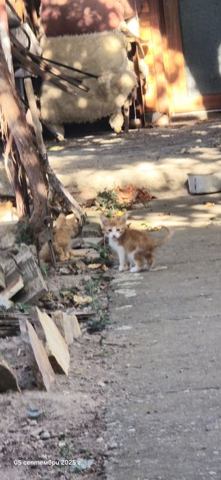 Котенца търсят дом
