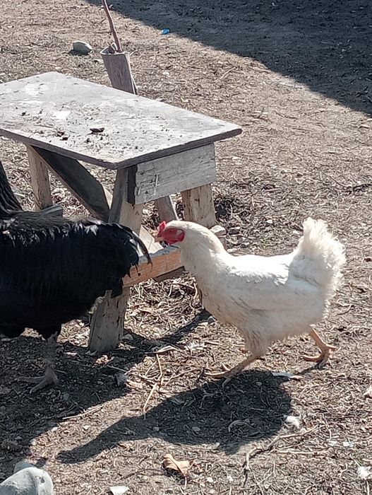 Продам куры домашние