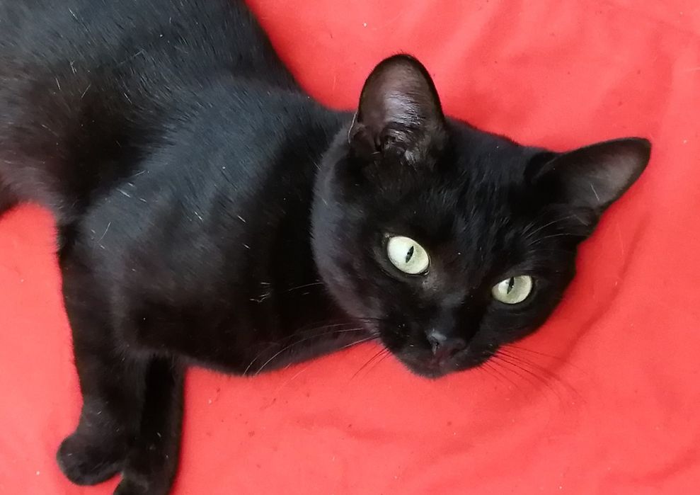 Красивый котик Уголёк в добрые руки