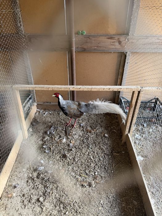 Fazani aurii si argintiu