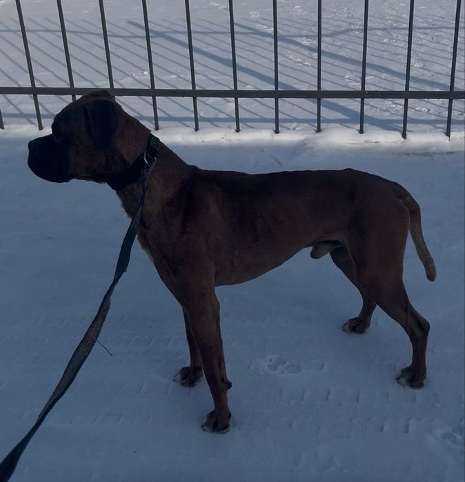 Боксер немецкий кобель