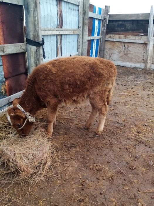 Тоқал сиыр, 3 баспақ