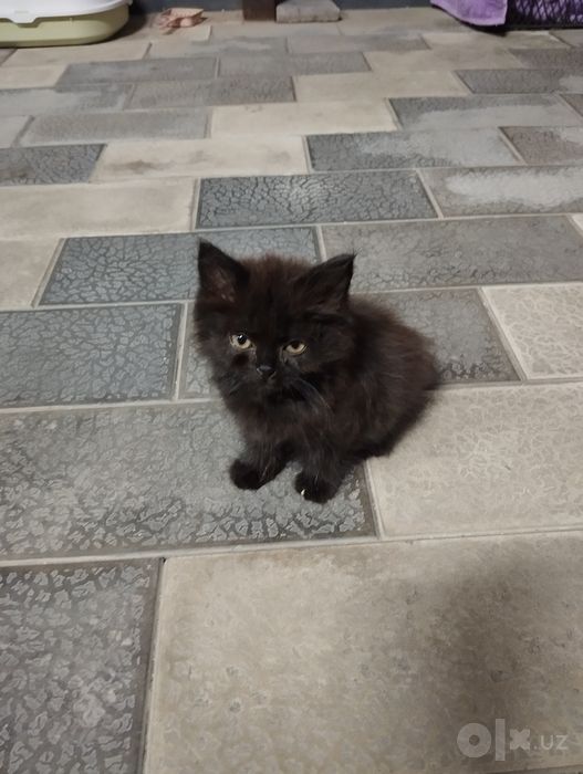 Котята в добрые руки, девочки