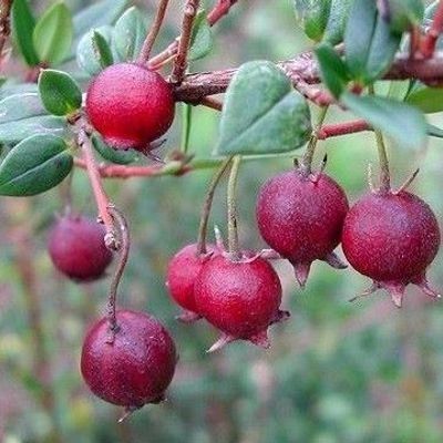 Чилийска гуава-(Ягодова мирта)