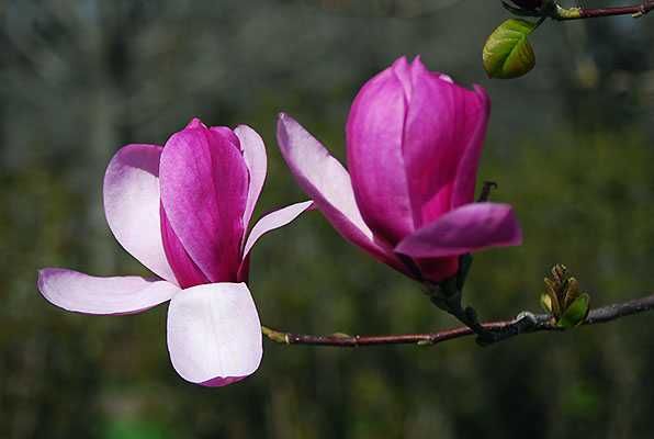 Magnolia purpurie susan mov  genie  stelata black tulip