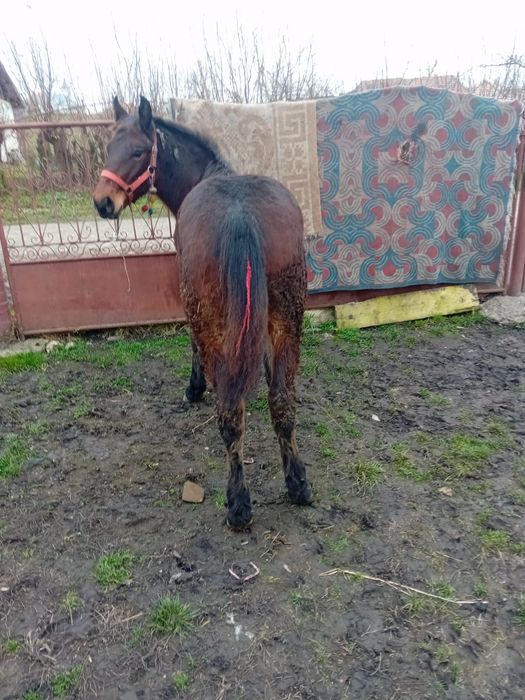 De vânzare mânz de 8 luni o făcut acum în 31 noiembrie