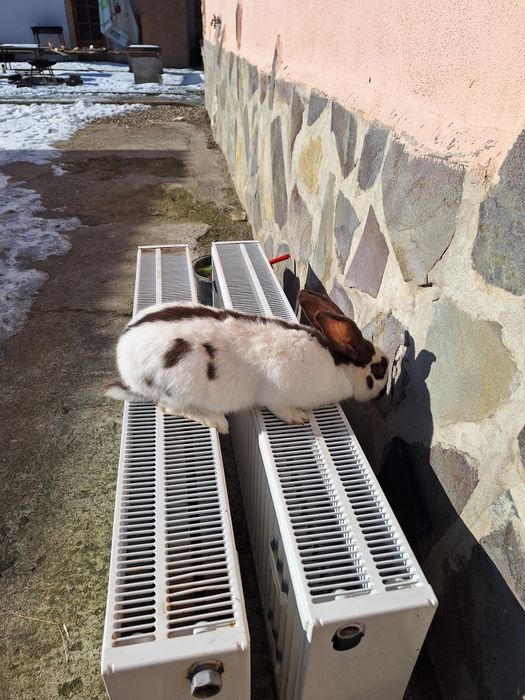 Iepure fluture german