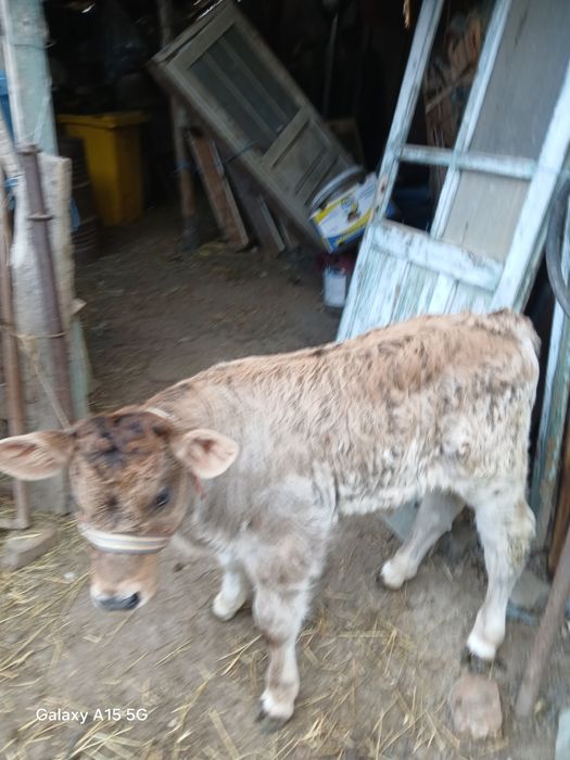 Vând  vital 1 luna  jumate  este din monta