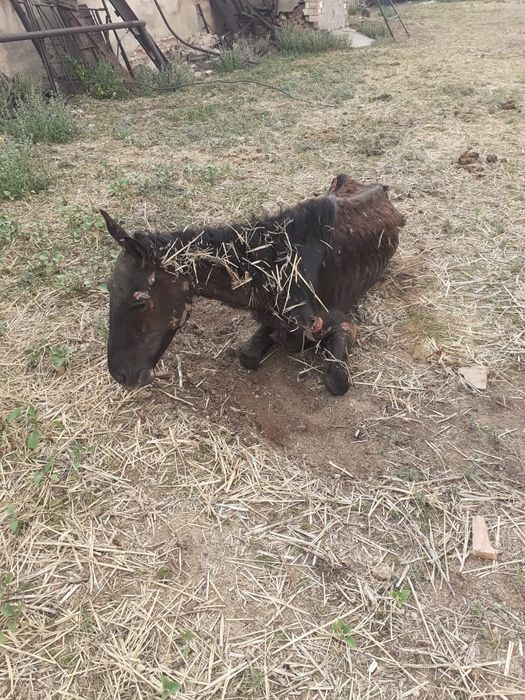 Вынужденый забой