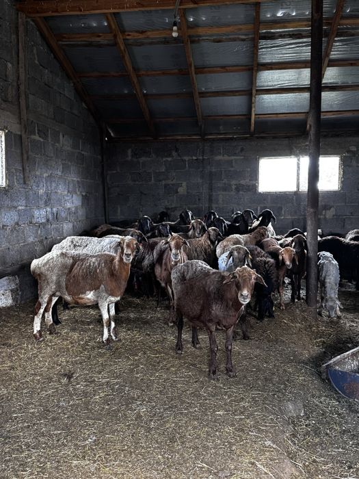 Кой токты сатамын