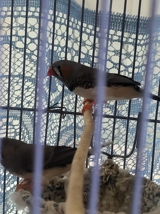 Продам молодых амадинов.