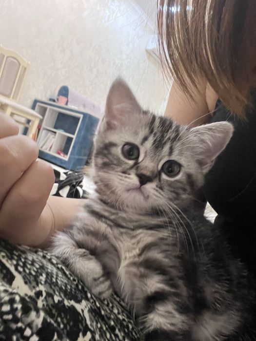 Котенок девочка Шотландская прямоухая