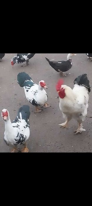 RATE LESESTI - Exemplare deosebite,  Diferite marimi - Jud ARGES