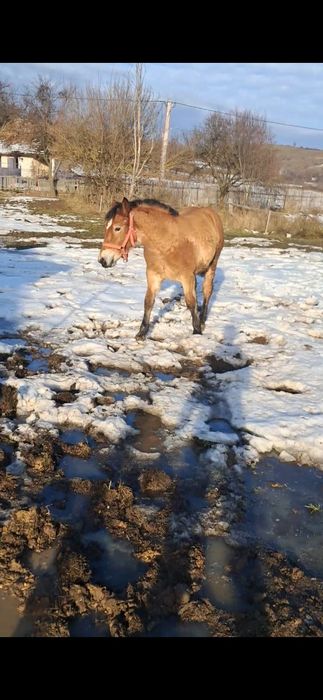 Vând manza tata de fitero