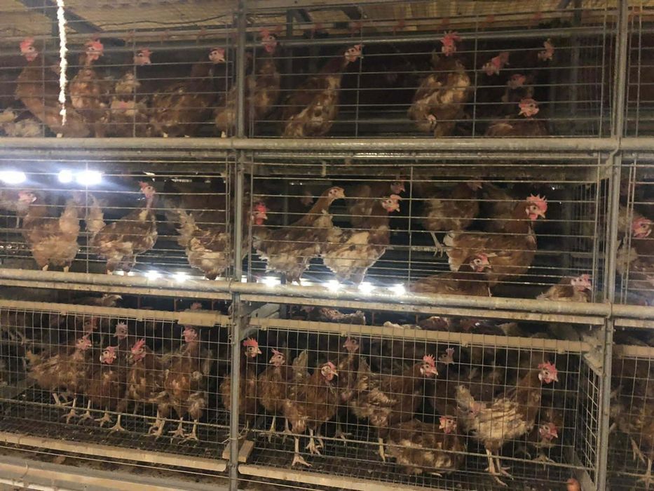 Găini de vânzare – sănătoase, crescute la curte