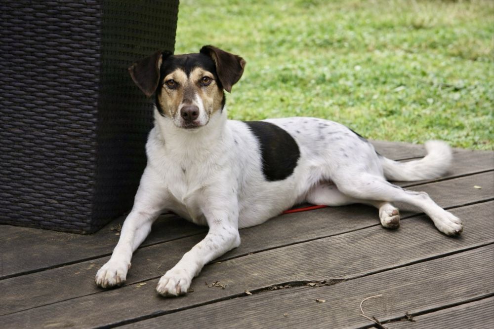 Собака Боня — идеальна для квартиры