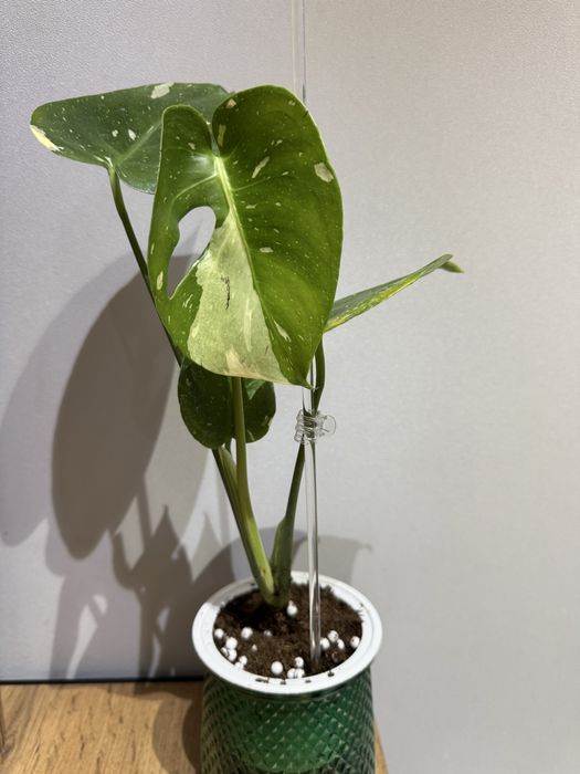 Монстера Тайское созвездие