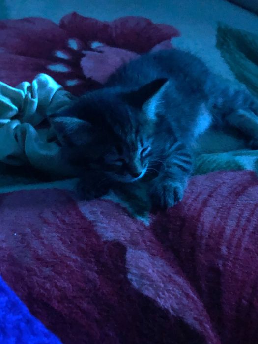 Отдам котенка в хорошие руки