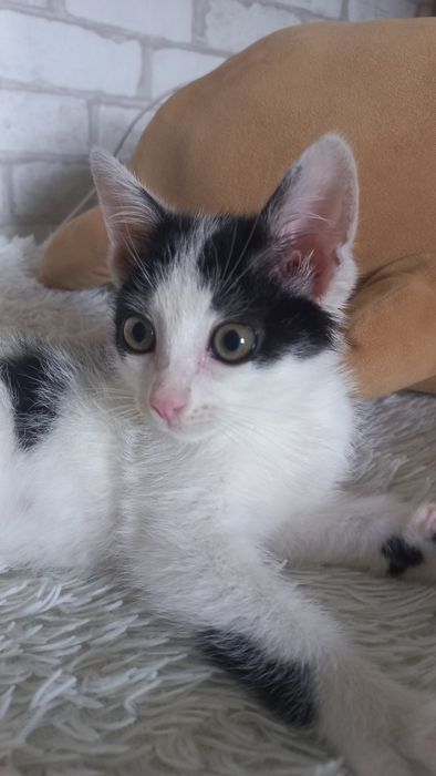 Котёнок мальчик.  В заботливые руки