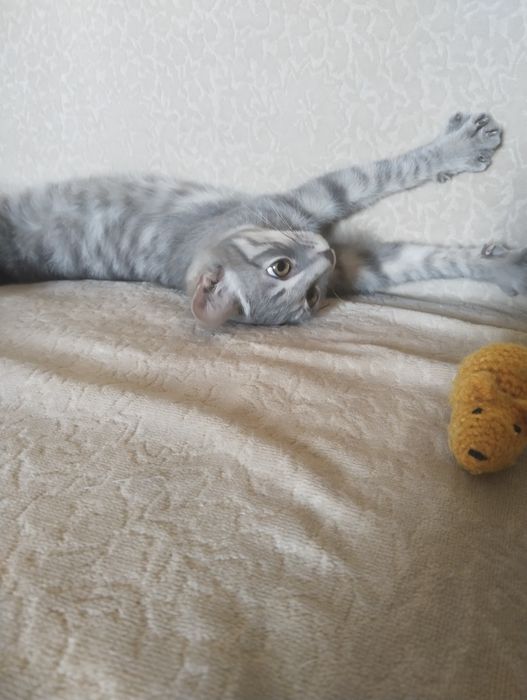 Котенок в хорошие руки