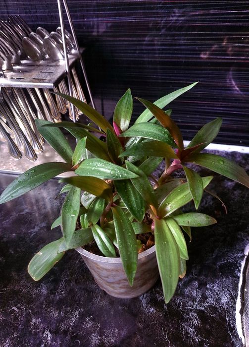 Цветок рео комнатные растения