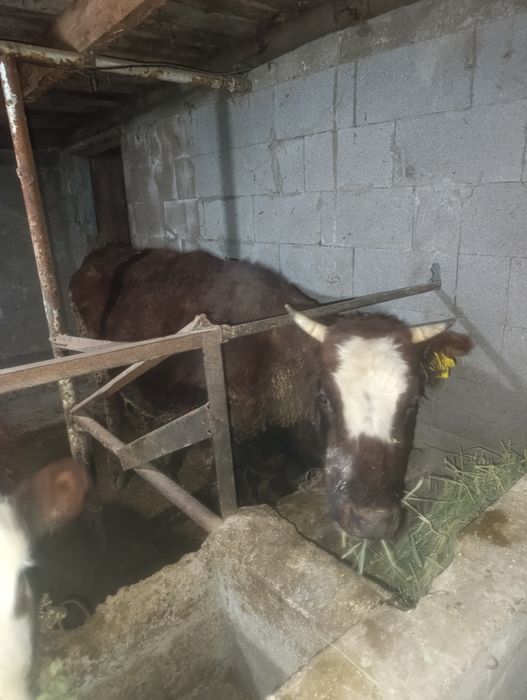 Продам тёлочку.на откорме