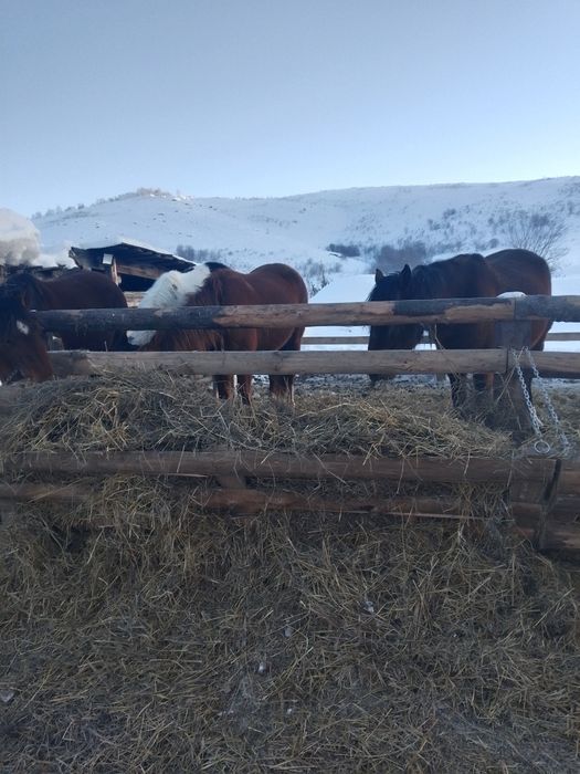 Продам жеребят кабыл