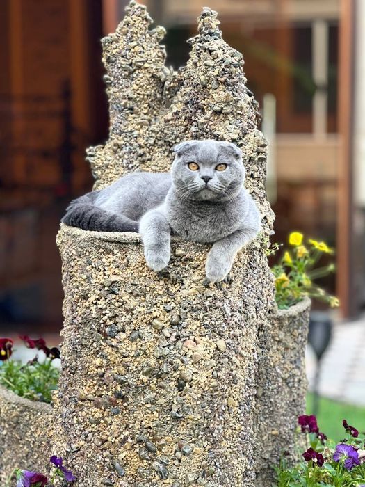 Элитный скоттиш фолд