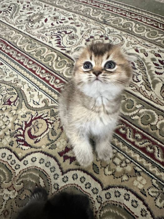 Продаю котенок дети золотая шиншилла + скоттиш-фолд