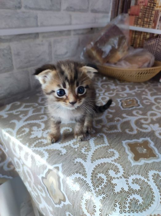 котята веслоухие