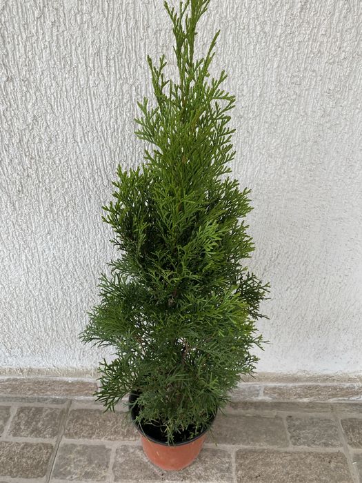 Tuia smaragd 50-60 sau 70-80