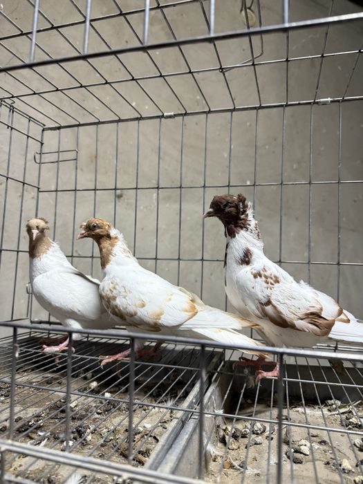 Голуби бакинцы двухчубые