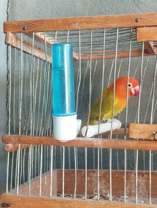 Toti ohirgi zotlaridan