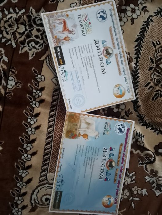 Вязка кобель чихуахуа